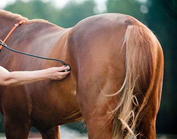 Dierenarts gespecialiseerd in paarden