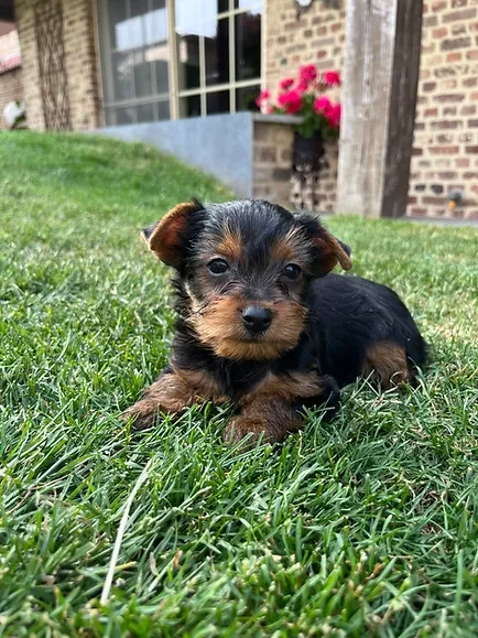 Puppy's Tongeren, Limburg