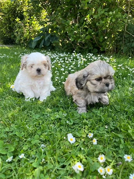 Kennel van kleine rashonden Tongeren, Limburg