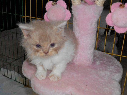 Kattenfokker, Fokker katten, Fokker kittens, Pers, Selkirk rex in Buggenhout, Oost-Vlaanderen