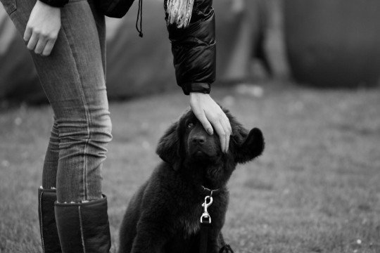 Gedragstherapie - Hondenschool De Hondjes, Asse
