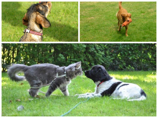 Gedragstherapie bij honden Zoersel, Antwerpen