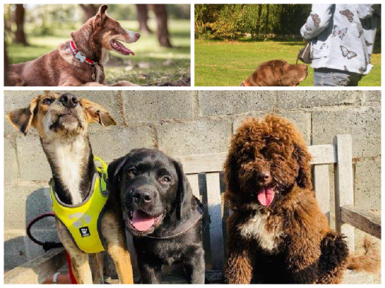 Puppycursus Zoersel, Antwerpen