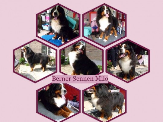Vachtverzorging, Hondenkapper, Wassen hond, Drogen hond, Ontklitten hond, Happybeau Hondentrimsalon, Nagelverzorging hond, Borstelen hond, Oogverzorging hond, Dierentrimmer in Herzele, Oost-Vlaanderen