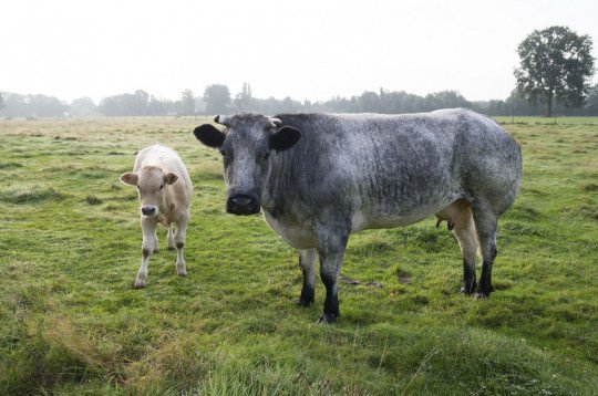Rundvee te koop Kieldrecht (Beveren), Oost-Vlaanderen