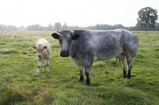 Rundvee Kieldrecht (Beveren), Oost-Vlaanderen