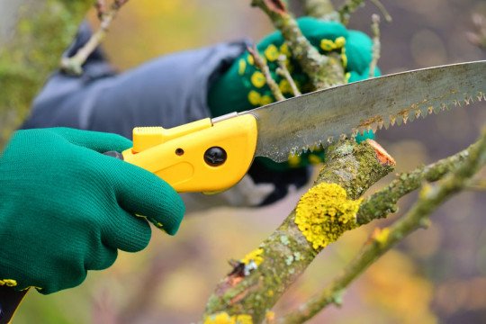 Tuinwerken, Opritten en terrassen, Boomverzorging, Snoeiwerken, Snoeien van bomen, Kleine grondwerken, Klinkerwerken, Kasseiwerken, Vellen van bomen in Meerbeke, Oost-Vlaanderen