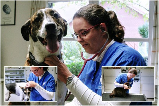 Dierenartsenpraktijk, Echografie, Radiografie , Bloedanalyses, Chirurgie, Huisdierenarts, Preventieve diergeneeskunde, Gespecialiseerde voeding voor dieren, Ziek dier, Afspraak maken dierenarts in Sint-Pieters-Leeuw, Vlaams-Brabant