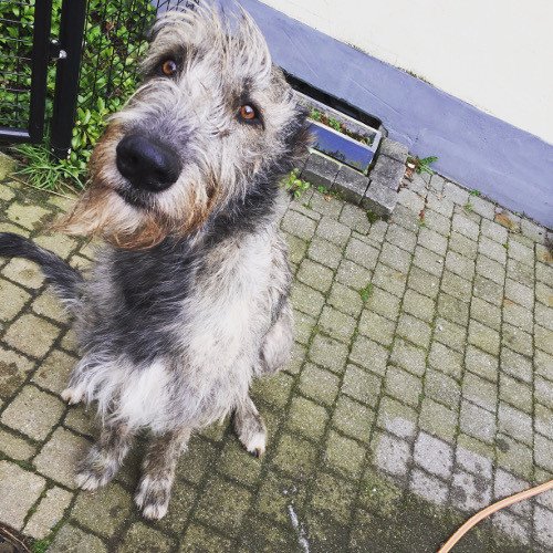 Irish Wolfhounds