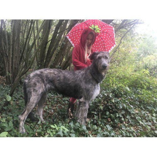 Irish wolfhounds