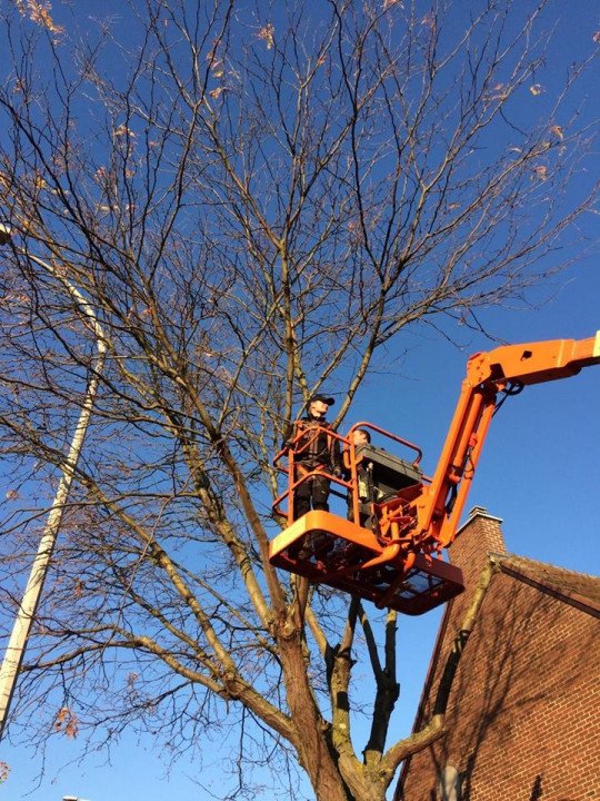 Tuinwerken, Tuinaanleg, Tuinonderhoud, Gazon aanleg, Opritten en terrassen, Snoeien en vellen van bomen, Snoeiwerken, Boomverzorging, Aanleg en onderhoud van vijvers, Aanleg en onderhoud van zwemvijvers in Bree, Limburg