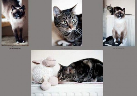 Preventief gedragsadvies bij katten, Behandeling van gedragsproblemen van katten, (Her) Introductie van een poes, Vachtverzorging, Begeleiding na het verlies van een kat, Sproeien en in huis plassen katten, Agressieve en angstige katjes naar eigenaar, Cat sitting, Socialisatie van kittens, Onzindelijkheid problemen van katten in Lievegem, West-Vlaanderen