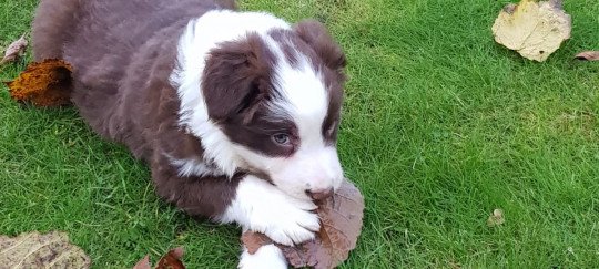 Teckel fokkerij, Fokkerij rashonden, Erkend fokker, Erkende hondenkennel, Pups fokkerij, Maltezers, Labradors, Golden retrievers, Beagles, Pomeranians in Hoogstraten, Antwerpen