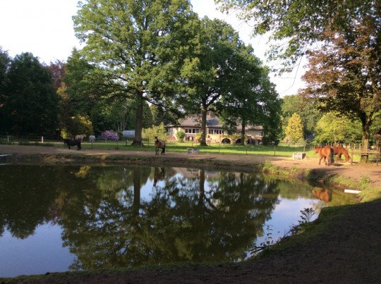Paardencoaching, Coaching met paarden, Bewustwording, Persoonlijke ontwikkeling, Retraites, Teamontwikkeling, Zorgboerderij, Ruimte beschikbaar voor workshops in Lille, Antwerpen