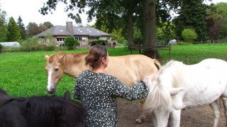 Paardencoaching, Coaching met paarden, Bewustwording, Persoonlijke ontwikkeling, Retraites, Teamontwikkeling, Zorgboerderij, Ruimte beschikbaar voor workshops in Lille, Antwerpen