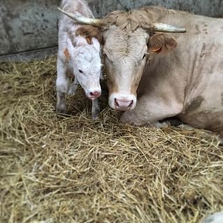 Hoevevlees, Hoeveproducten, Hoeveslager, Hoeveslagerij, Boerderij in Zonhoven, Limburg