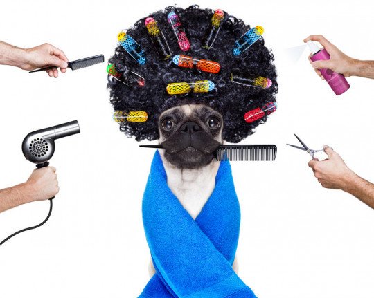 Trimsalon, Nagels knippen, Totale verzorging kat, Totale verzorging hond, Oren reinigen, Trimmen, Scheren in Zwevegem, West-Vlaanderen