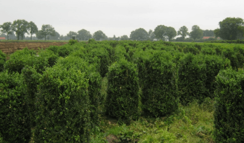 Kweken van haagplanten Meeuwen-gruitrode, Limburg