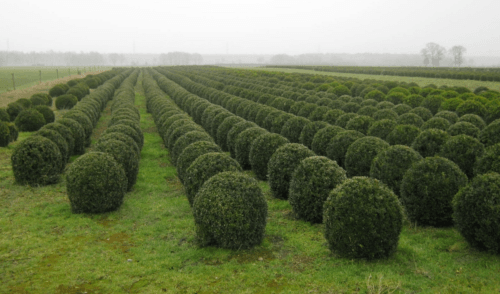 Mooie uniforme kweekplanten Meeuwen-gruitrode, Limburg