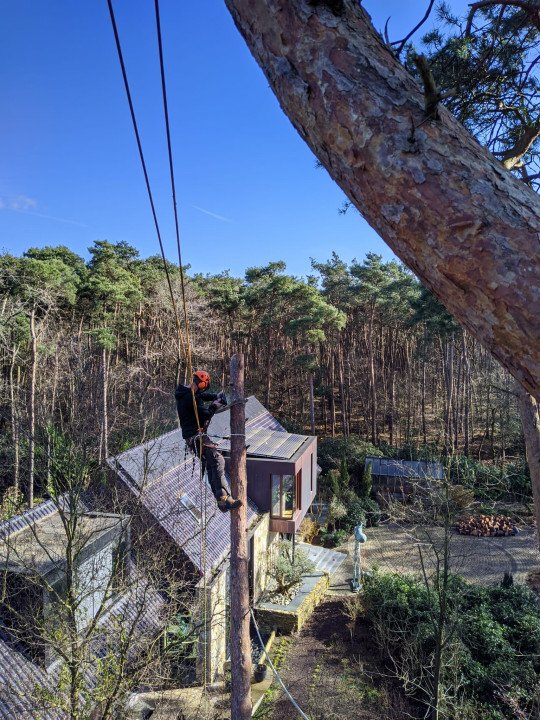 Snoeien en vellen van bomen Wingene, West-Vlaanderen