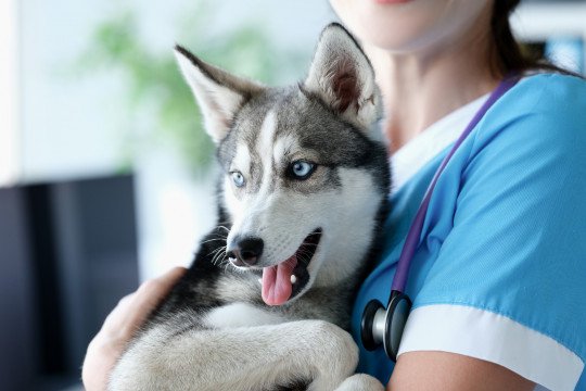 Vaccinatie voor honden en katten Dendermonde, Oost-Vlaanderen