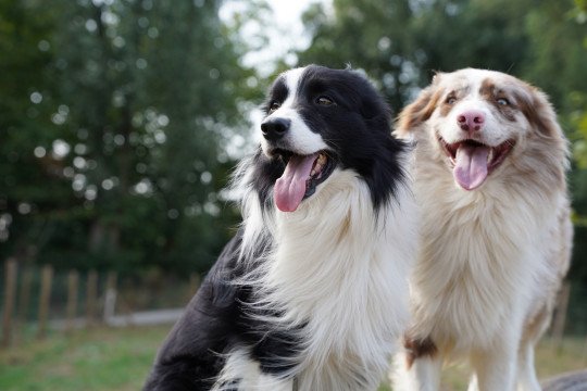 Roedel training hond Roeselare, West-Vlaanderen