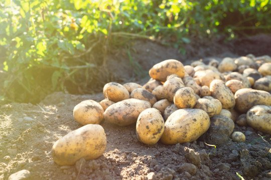 Aardappelkwekerij Moerbeke-Waas, Oost-Vlaanderen