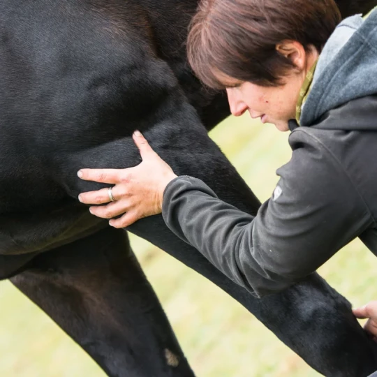 Paardentherapeut Deurne (Antwerpen)