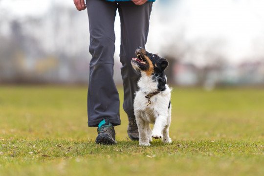 Persoonlijke hondentrainer Denderleeuw, Oost-Vlaanderen