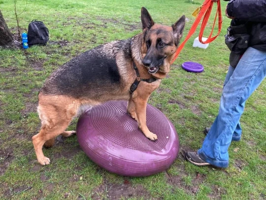 Positieve hondentraining Bilzen-Hoeselt, Limburg