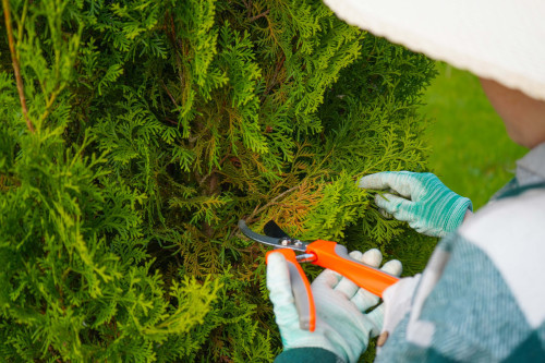 Professioneel tuinonderhoud Turnhout, Antwerpen