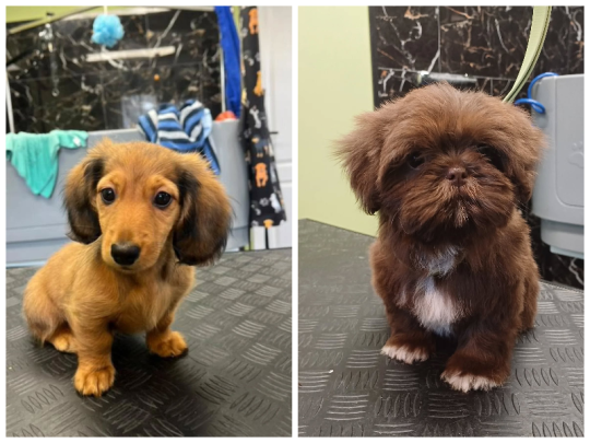 Hondenkapsalon Diepenbeek, Limburg