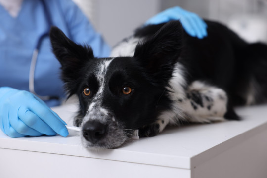Dierenarts aan huis Lendelede, West-Vlaanderen