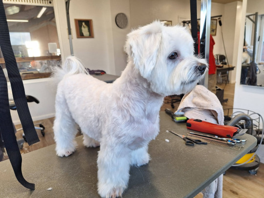 Hondentrimsalon in de buurt Beernem, West-Vlaanderen