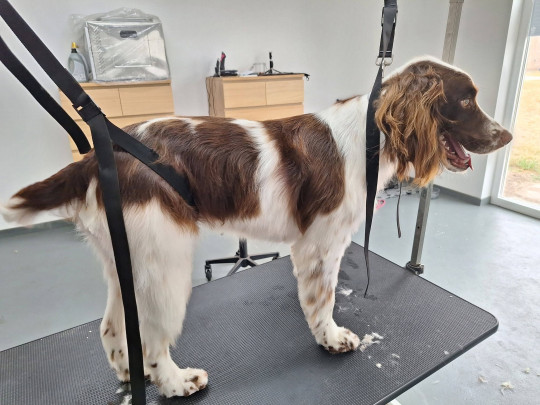 Vachtverzorging hond Beernem, West-Vlaanderen